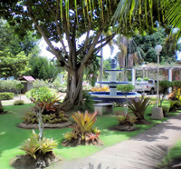 Naomi's Botanical garden